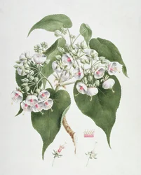 Walkuffa No.5 Dombeya torrida